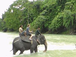 PLG Tangkahan Dulu Tempat Pesta Perambah Hutan, Kini Gajah & Warga Sejahtera