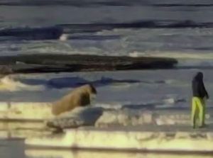 Geger Tingkah Konyol Turis, Ganggu Walrus yang Lagi Santai Geger Tingkah Konyol Turis, Ganggu Walrus yang Lagi Santai