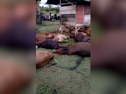 17 Ekor Sapi Mati Tersambar Petir di Aceh