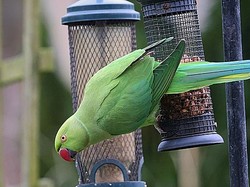 Ternyata Otak Burung Parkit dan Manusia Serupa Saat Berbicara, Kok Bisa?