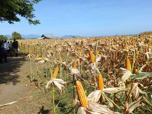 Besok, Jokowi Ikut Panen Raya Jagung di Samota Sumbawa