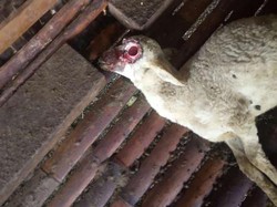 2 Kambing di Banyuwangi Mati Misterius, Mata Tercongkel dan Kaki Buntung