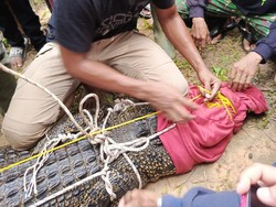 Pria di Kobar Diterkam Buaya Saat Wudhu di Sungai, Lengan Kanan Luka