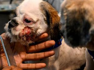 Klinik Hewan di India Banjir Pasien, Binatang Peliharaan Mati Kena Heatstroke