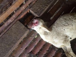 Dokter Pastikan Kambing Mati Misterius di Banyuwangi Bukan karena Penyakit