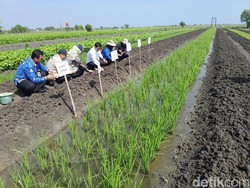 Terdampak Banjir, Petani Bawang Merah Demak Dapat Bantuan Benih 42,5 Ton