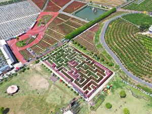 Menjelajahi Taman Bunga Labirin di Dongyang China