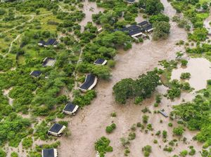 Potret Penginapan di Cagar Alam Maasai Mara Kenya Terendam Banjir Potret Penginapan di Cagar Alam Maasai Mara Kenya Terendam Banjir