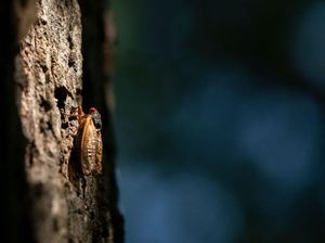 Wujud Jangkrik Brood X yang Hanya Muncul 17 Tahun Sekali