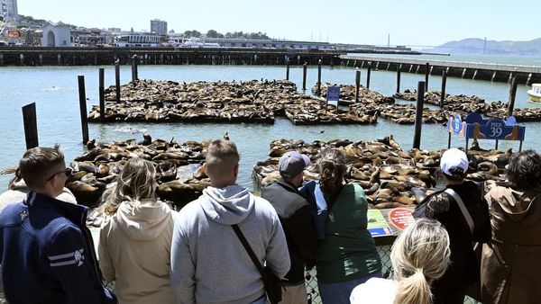 Fenomena Ratusan Singa Laut Berkerumun di Dermaga San Francisco