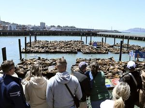 Fenomena Ratusan Singa Laut Berkerumun di Dermaga San Francisco