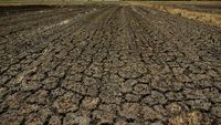 Potret Sawah di Filipina Retak Gegara Cuaca Panas Ekstrem