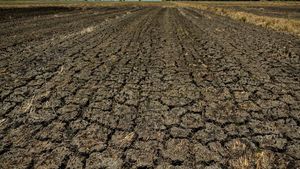 Potret Sawah di Filipina Retak Gegara Cuaca Panas Ekstrem