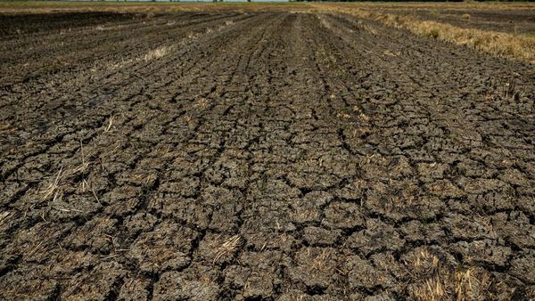 Potret Sawah di Filipina Retak Gegara Cuaca Panas Ekstrem