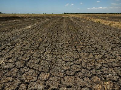 Potret Sawah di Filipina Retak Gegara Cuaca Panas Ekstrem