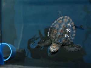 Perusahaan Ini Bikin Sup Penyu Berbasis AI