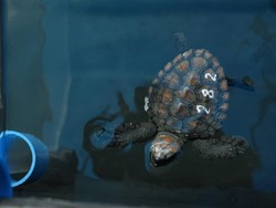 Perusahaan Ini Bikin Sup Penyu Berbasis AI