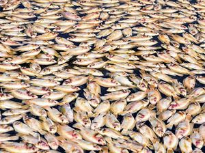 Kematian Massal Ikan di Vietnam Selatan Kematian Massal Ikan di Vietnam Selatan