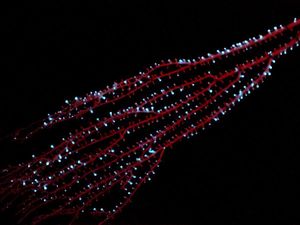 Hewan Bercahaya di Laut Dalam Sudah Ada sejak 540 Juta Tahun Lalu