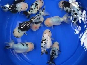 Viral Ikan Mirip Sapi, Jenis Apa? Viral Ikan Mirip Sapi, Jenis Apa?