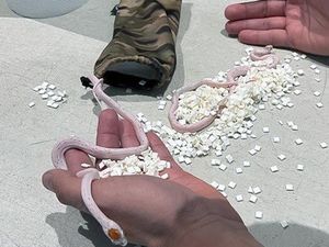 Buset, Penumpang Sembunyikan Ular Pink di Saku Celana