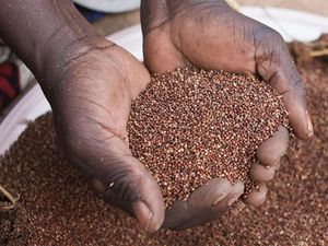 Bill Gates Bahas Nasi dan Makanan Pokok Masa Depan