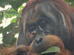 Pertama pada Hewan Liar, Orangutan Obati Luka dengan Tumbuhan Pereda Nyeri