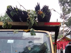 Hujan Disertai Angin Kencang, Pohon Tumbang Timpa Mobil di Ciawi Bogor