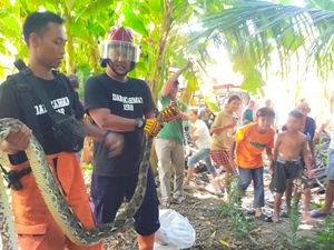 Ular Sanca 2,5 Meter Ditangkap Saat Makan Ayam Warga Gulon Bantul Ular Sanca 2,5 Meter Ditangkap Saat Makan Ayam Warga Gulon Bantul