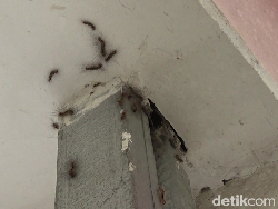 Serangan Ulat Bulu Resahkan Warga Lumajang