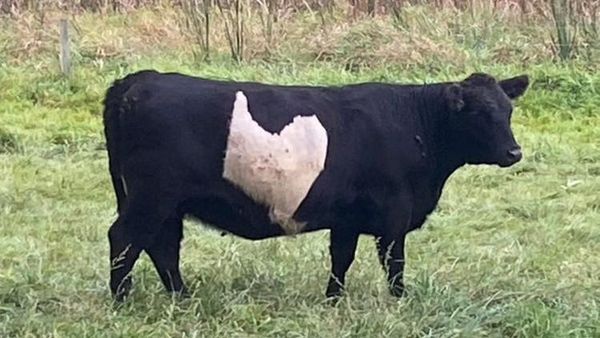 Kumpulan Potret Kambing Hingga Sapi Punya Corak Tubuh yang Langka