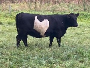 Kumpulan Potret Kambing Hingga Sapi Punya Corak Tubuh yang Langka Kumpulan Potret Kambing Hingga Sapi Punya Corak Tubuh yang Langka