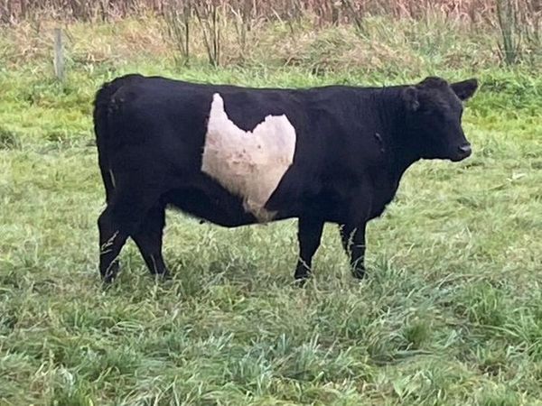 Kumpulan Potret Kambing Hingga Sapi Punya Corak Tubuh yang Langka