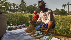 Potret Sakralnya Panen di Sawah Keramat Buyut Lumbung Dalem Indramayu
