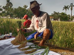 Potret Sakralnya Panen di Sawah Keramat Buyut Lumbung Dalem Indramayu Potret Sakralnya Panen di Sawah Keramat Buyut Lumbung Dalem Indramayu