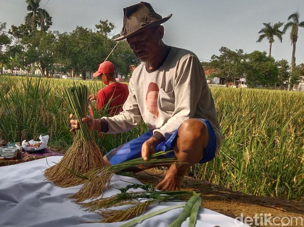 Potret Sakralnya Panen di Sawah Keramat Buyut Lumbung Dalem Indramayu