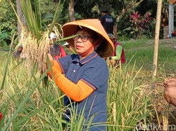 Hikayat Sawah Buyut Lumbung Dalem Indramayu Saat Perang Batavia Meletus
