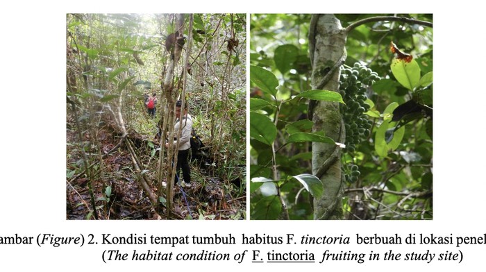 Akar Kuning (FibraureatinctoriaLour.) di Hutan Rawa-Gambut, Kabupaten Kapuas,Provinsi Kalimantan Tengah Akar Kuning (FibraureatinctoriaLour.) di Hutan Rawa-Gambut, Kabupaten Kapuas,Provinsi Kalimantan Tengah