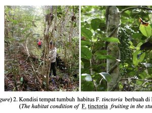 Tanaman Akar Kuning: Ciri-ciri, Habitat, dan Aneka Manfaatnya Tanaman Akar Kuning: Ciri-ciri, Habitat, dan Aneka Manfaatnya