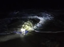 Warga Aru Maluku Tangkap Buaya 3 Meter Dikhawatirkan Terkam Manusia