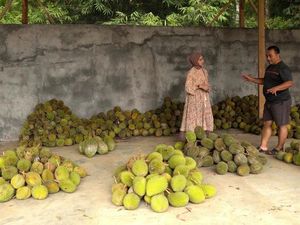 Jadi Surga Durian, Ini Pesona Desa Wisata Durensari Trenggalek Jadi Surga Durian, Ini Pesona Desa Wisata Durensari Trenggalek