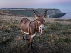 Kenapa Allah Membenci Suara Keledai? Ini Tafsir Luqman Ayat 18-19
