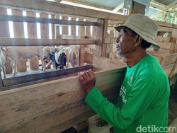 Kebahagiaan Carya di Kala Usia Senja, Dapat Bantuan Usaha Ternak