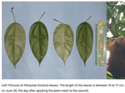 Mengenal Tanaman Akar Kuning dan Berbagai Manfaatnya