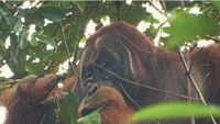 Potret Orangutan yang Obati Luka Wajah Sendiri Pakai Daun Akar Kuning