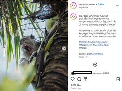 Monyet Teror Permukiman di Sleman, BPPTKG Pastikan Tak Terkait Gunung Merapi