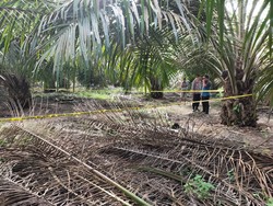 Penemuan Kerangka Manusia di Kebun Sawit Muba, Tengkorak-Tulang Belakang