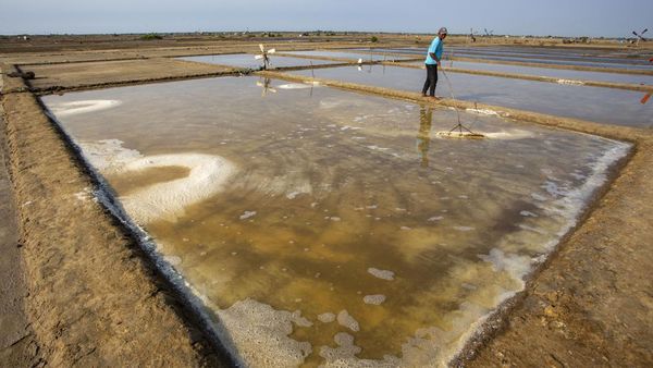 Memasuki Musim Kemarau, Petambak Garam Indramayu Mulai Beraktivitas