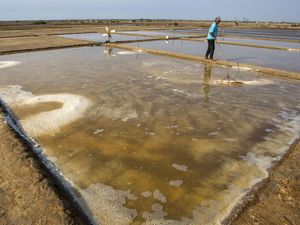 Memasuki Musim Kemarau, Petambak Garam Indramayu Mulai Beraktivitas