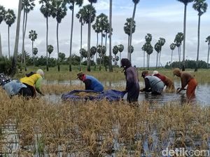 500 Hektare Sawah di Bone Gagal Panen gegara Terendam Banjir 500 Hektare Sawah di Bone Gagal Panen gegara Terendam Banjir